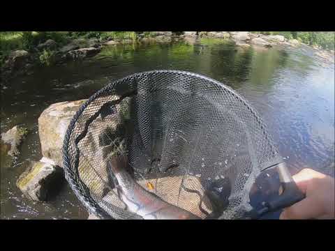 Markus Kalassa Jokikalastus 2019 - Kirrekeisari Kalastussarja Bonus