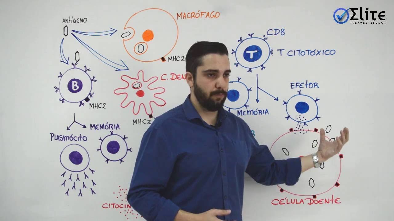 Imunologia (parte 2) - Linfócito T