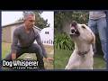 Cesar Millan VS Most Aggressive Dogs Dog Whisperer Marathon