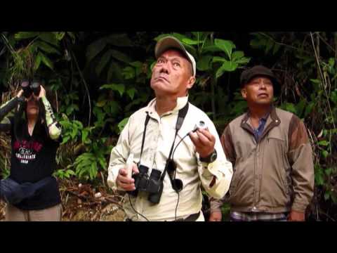 Man Destroys Bird Paradise in Philippines