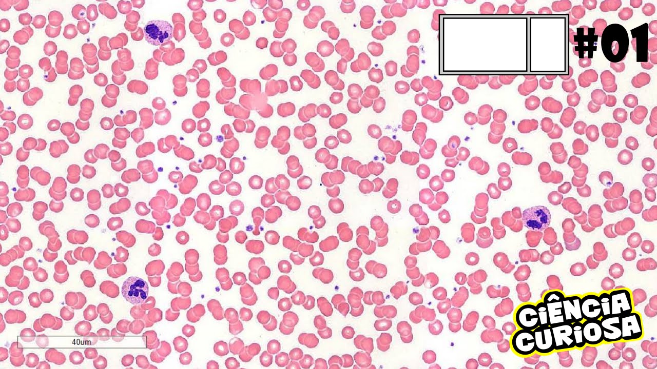 Microscopia Células do Sangue (IS #01)