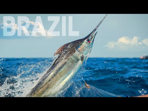 Chasing Monster Blue Marlin in Brazil with Team Bad Company - SECOND TRIP