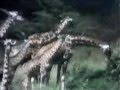 Classic Sesame Street Film Giraffes Intro From Kermit Kids