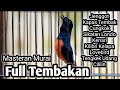 MURAI BATU GACOR FULL ISIAN TEMBAKAN KAPAS TEMBAK KENARI CUNGKOK JENGGOT CILILIN LOVEBIRD KORLAP DLL