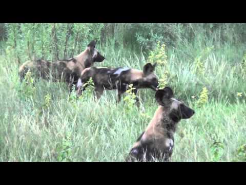 Westphal African Safari Short Rock Version