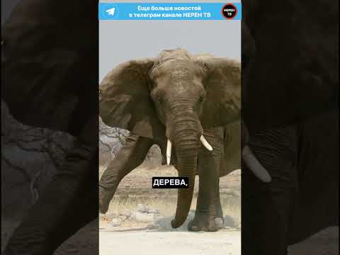 🌳 Проклятое дерево: тайна убийцы в Дурбане #shorts #tiktok #факты #мистика