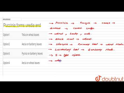 Puccinia forms uredia and