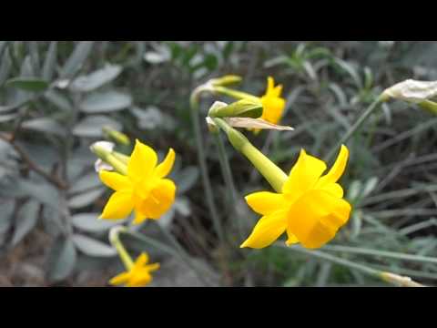 Flores de narciso amarillo: Narcissus assoanus 