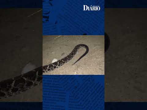 Serpente gigante e peçonhenta é flagrada no litoral de SP