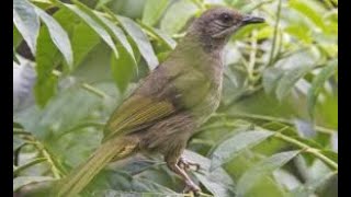 Download lagu suara kapas tembak betina cocok untuk mikat_suara pikat kapas tembak liar mp3