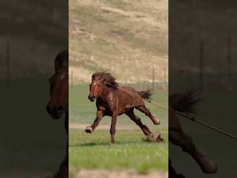 Caballos Salvajes #horse #shorts #youtube #edit #fun