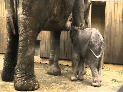 Johti a mládě při kojení, 13.4.2011