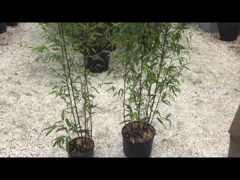 image-Is black stemmed bamboo invasive?