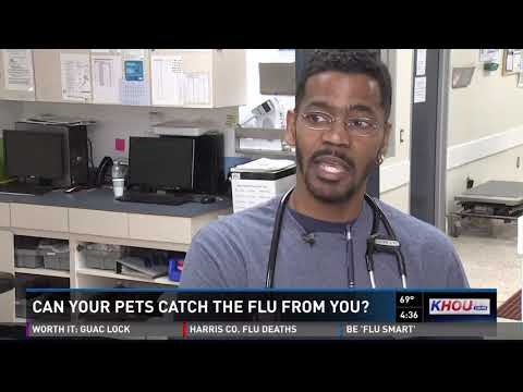 Your pet and the flu: Can animals get sick too?