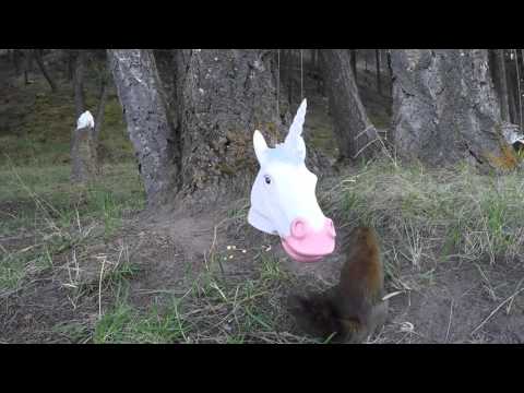 The problem with Unicorns...