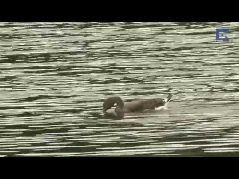 Swan Attacks Goose Being Released