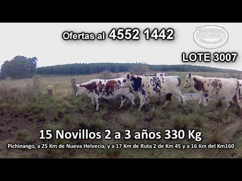 Lote 15 Novillos 2 a 3 años 15 NO 330 Kg kg -  en Pichinango, a 25 Km de Nueva Helvecia, y a 17 Km de Ruta 2 de Km 45 y a 16 Km del Km160
