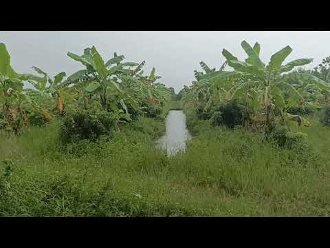 Banana Plantation gets Heavy Rain Shower , Relaxing Sounds of rain.