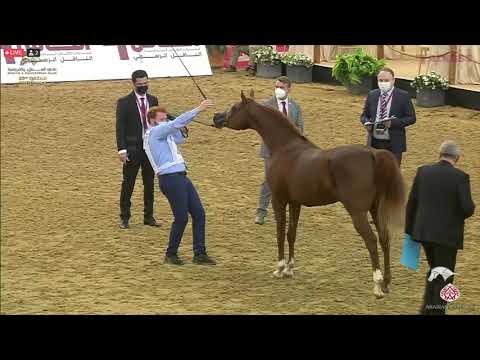 N 411 JAWAD AL SHAHANIA   23rd Qatar National Arabian Horse Show   Stallions 4 6 Years Old Class 12A