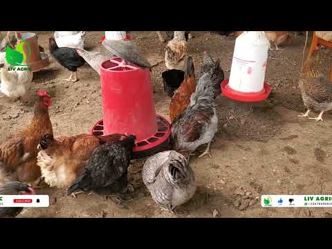 , title : '7 most common chicken and poultry DISEASES, their symptoms and how to prevent or treat them'