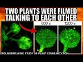 Mindblowing Video Of Plants Talking To Each Other In Real Time