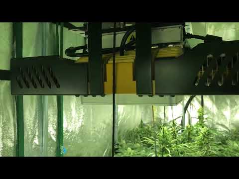 Spectrumking LED superskunk test with co2 week5 part 3