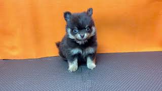 ハーフ犬の動画01