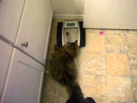 Siberian Cat Ena's 1st birthday