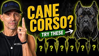 Top 5 Dog Breeds to Consider When Wanting a Cane Corso