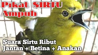 Download lagu PIKAT SIRTU CIPOH mp3 - Pikat Suara Ribut Sirpu AMPUH!! suara jantan betina   anakan mp3