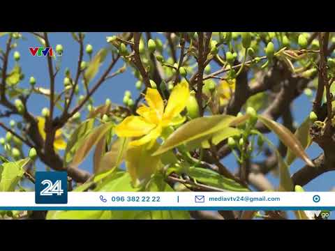 Vựa mai tết giảm giá để hút khách | VTV24