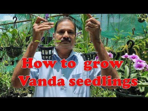 HOW TO GROW VANDA SEEDLINGS BY DR L JOSE