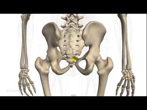 5.14 - Skeletal System, Anatomy. Main Bones