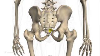 5.14 - Sistema scheletrico, Anatomia. Ossa principali