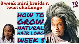 MINI BRAIDS on natural hair growth challenge for massive growth mini twists NATURAL HAIR Simply Shev