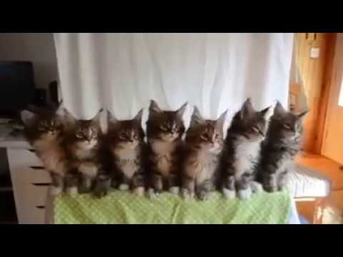 Танцуващи котета