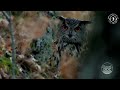 Eagle Owl Bubo Bubo Night Vision