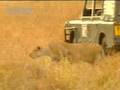 Lion Vs Wildebeest BBC Wildlife