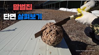 말벌집 썰어서 내부 구경한 뒤 박살내기.