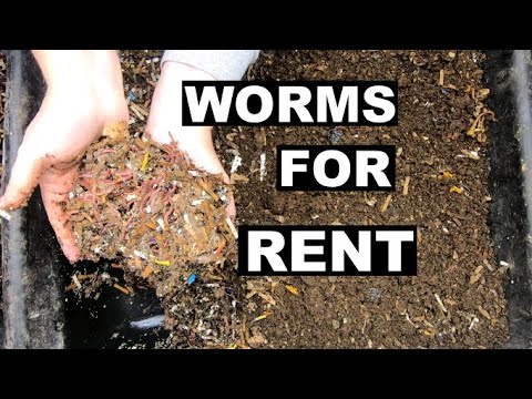 I Will Do Your Worm Experiment