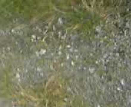 bmx rides decoz+hanno