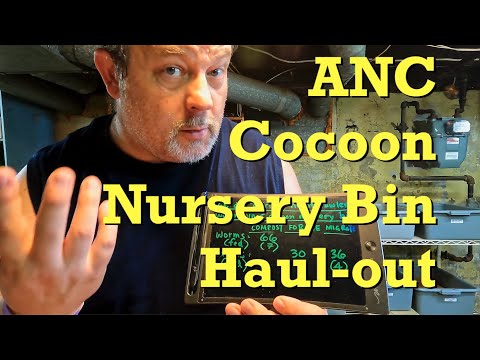 66-day ANC cocoon nursery's haul out & feeding of adult worm bin - vermicomposting