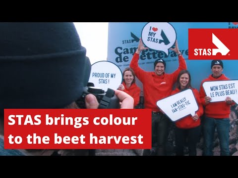 STAS brings colour to the beet harvest - STAS TRAILERS