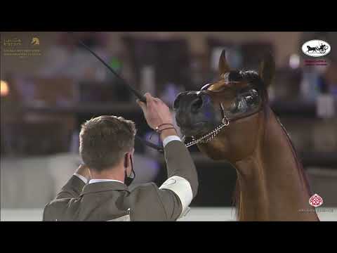 N 87 KARAR AL AMMAR   Katara International Arabian Horse Festival   Colts 2 Years Old Class 5B