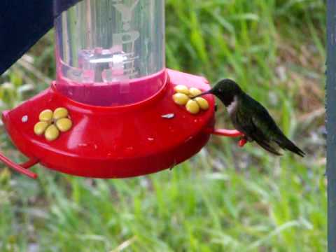 comment remplir abreuvoir poule