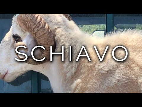 1076-IT Andrea, SCHIAVO - Ipnosi Esoterica ∞ Lucio Carsi