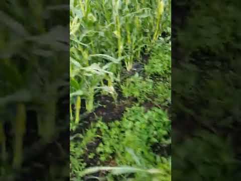 果樹を雹から守るにはどうすればよいでしょうか？収穫物を保存するための当社のシンプルなソリューション!  庭園