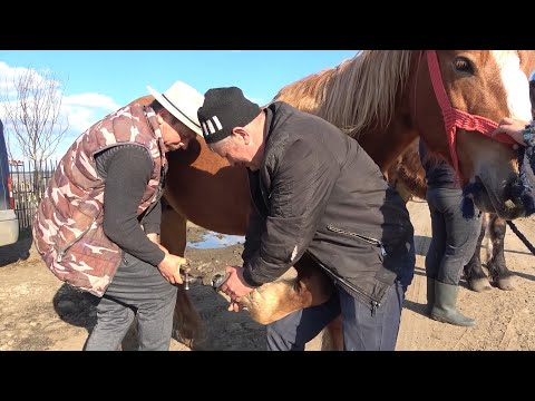 Caii lui Pancica de la Sarmasu, Mures - 2021