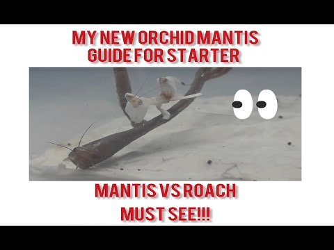 Orchid Mantis VS Feeder Roach and Starter Guide For Orchid Mantis! Pet Praying Mantis Keepers Setup.