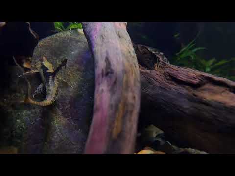 Sturisoma aureum | Garra rufa | Maranka blue